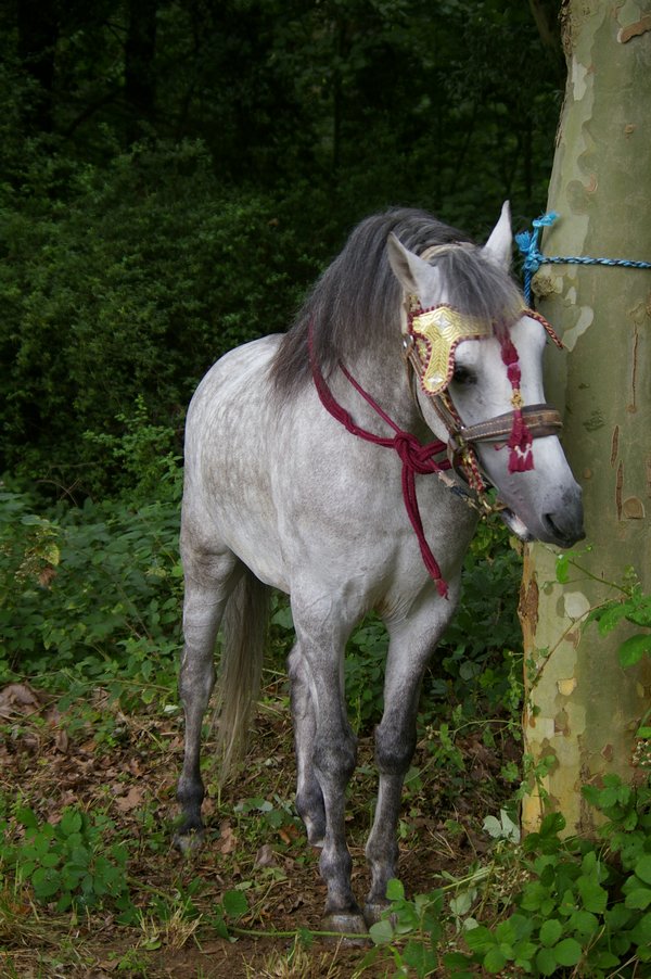 Les chevaux marocains: Les Chevaux Marocains 003